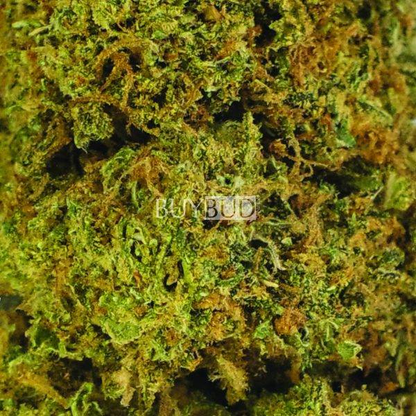 Hawaiian Snow cannabis
