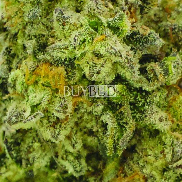 northern lights cannabis