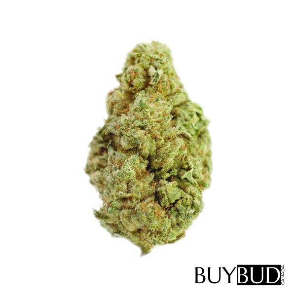 bc kush cannabis