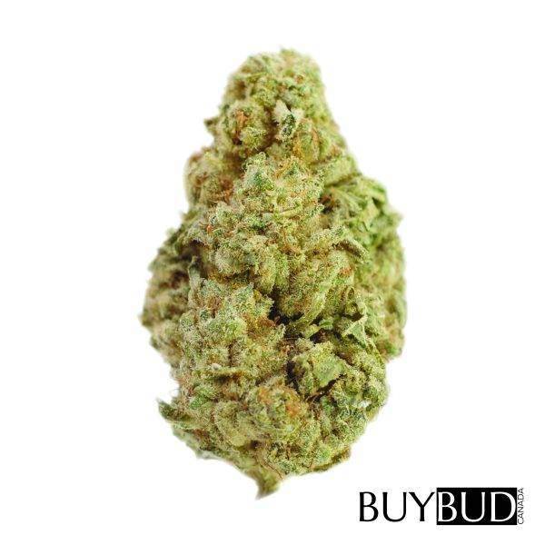 bc kush cannabis