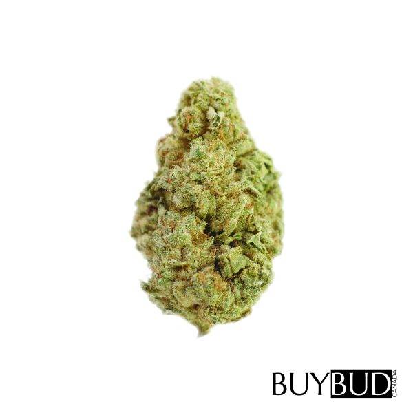 bc kush cannabis