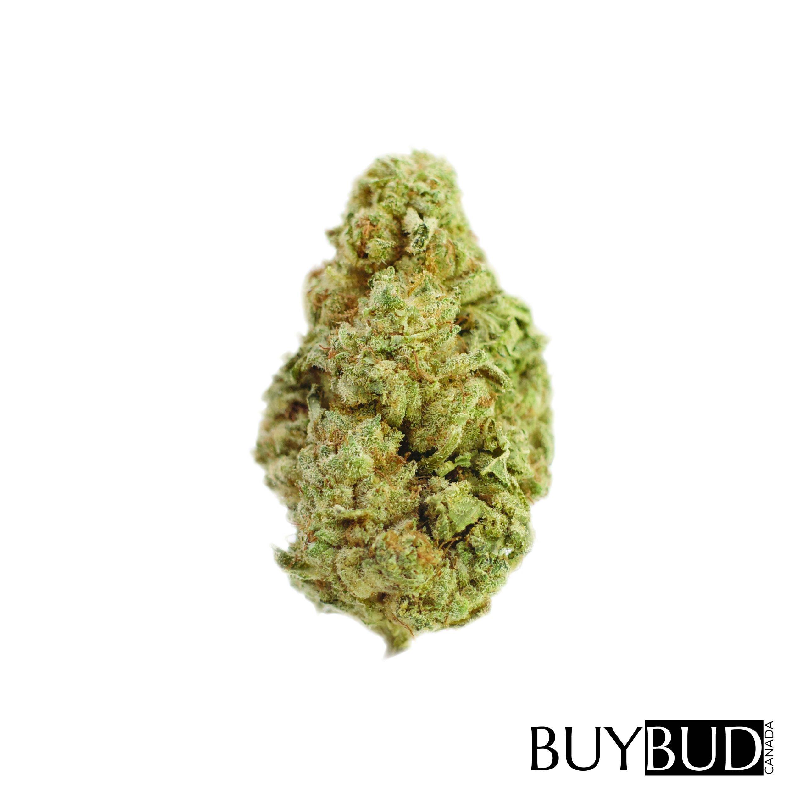 bc kush cannabis