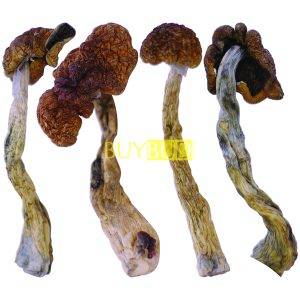 golden teacher magic mushrooms
