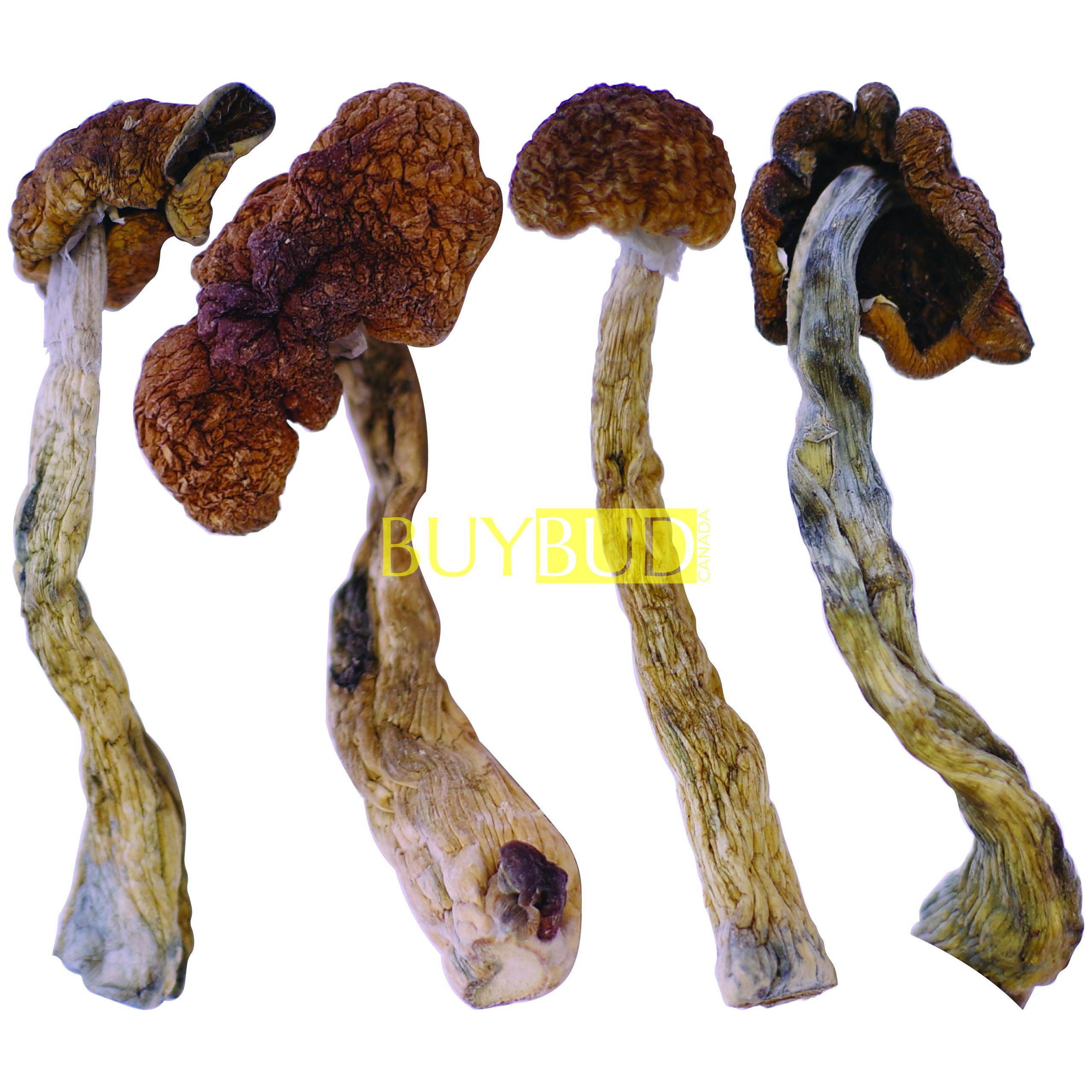 golden teacher magic mushrooms