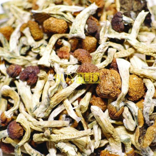 golden teacher magic mushrooms