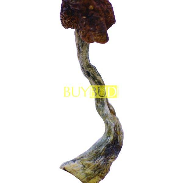 golden teacher magic mushrooms