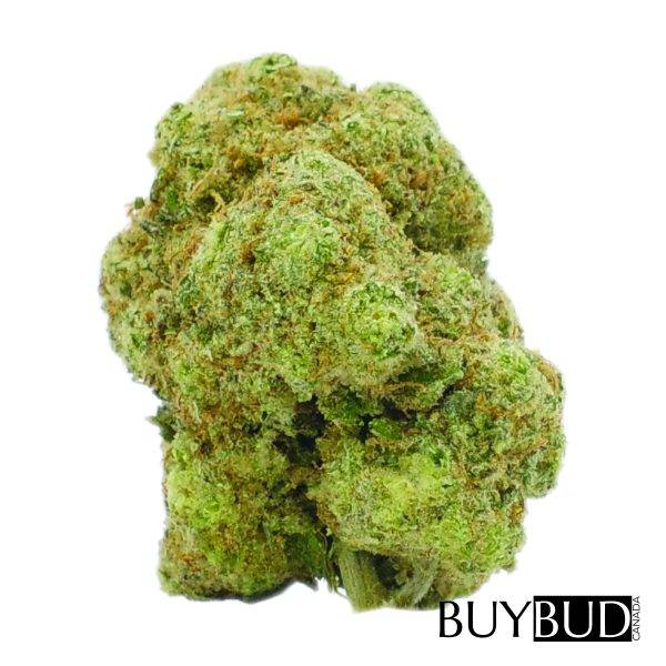 og kush cannabis