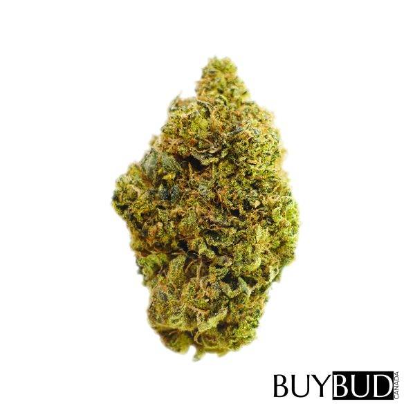 white widow cannabis