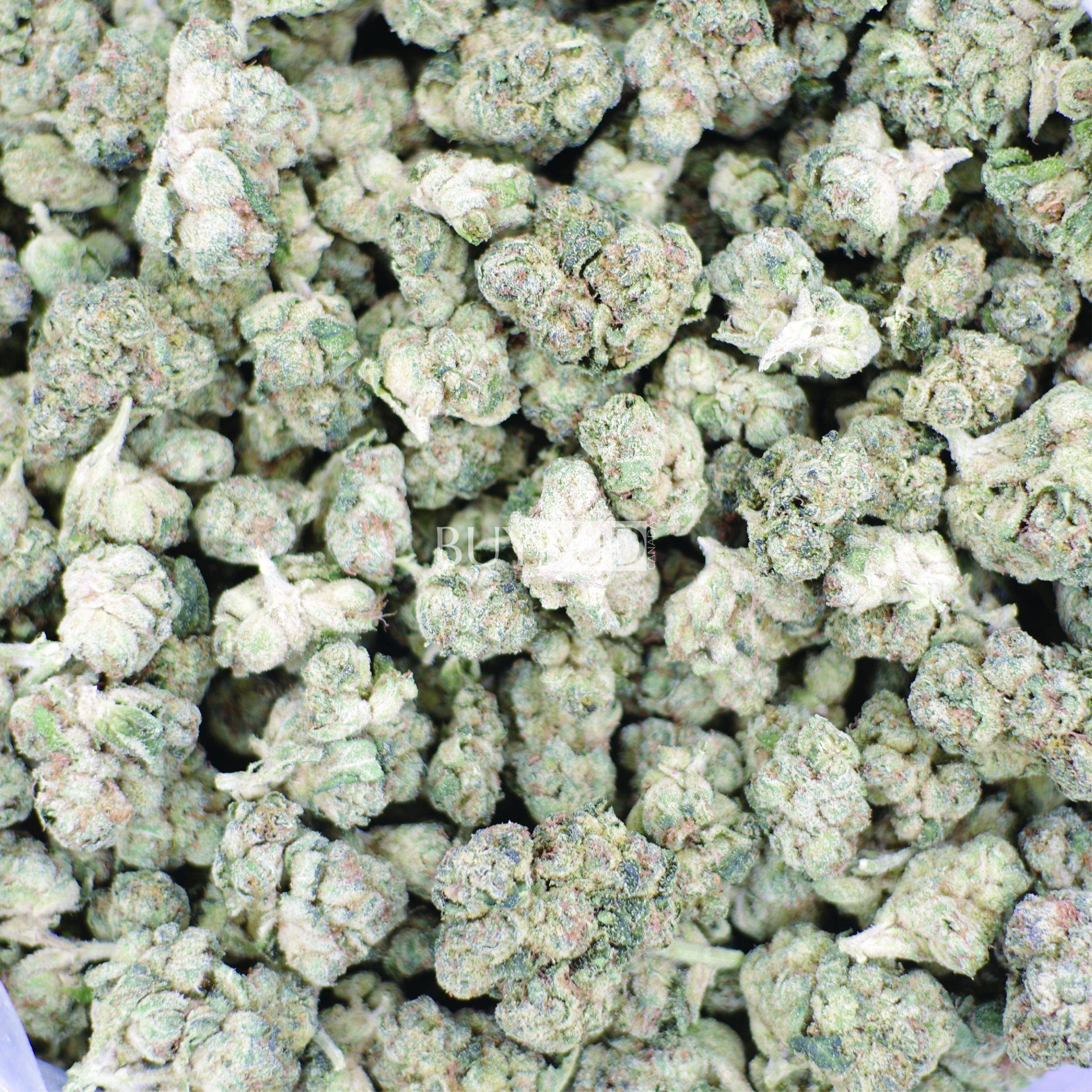 bc kush popcorn cannabis