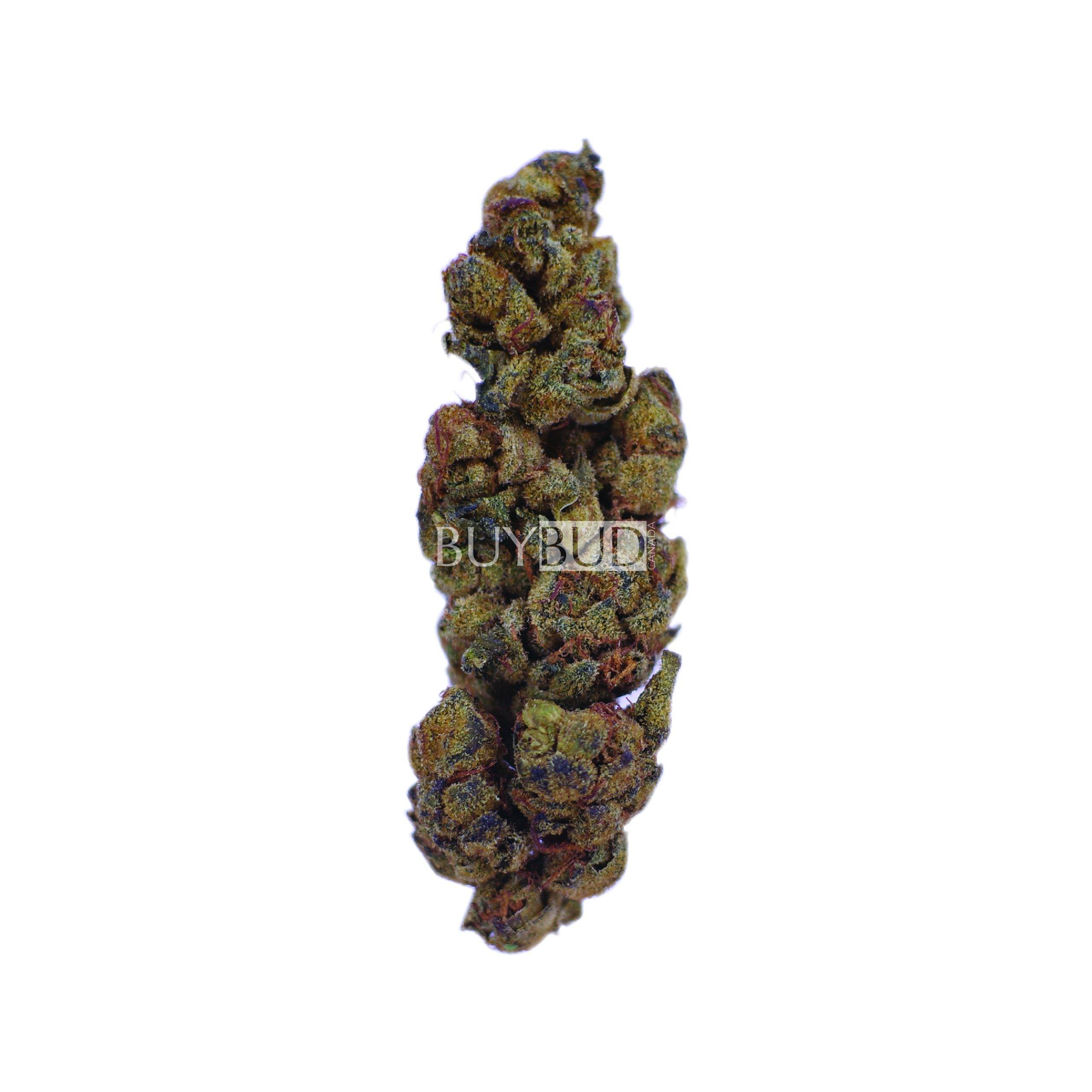 cheesewreck cannabis