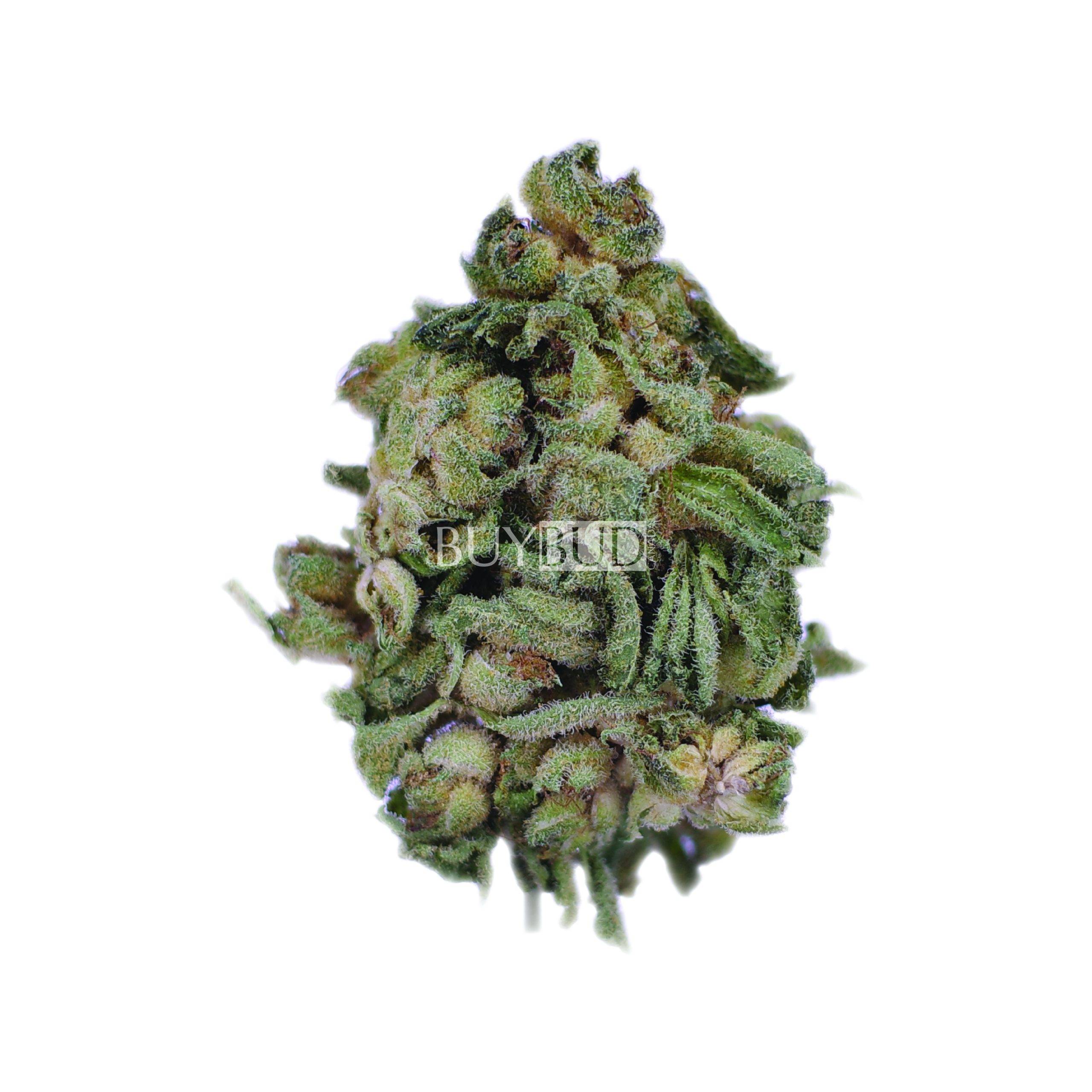 jimi hendrix cannabis