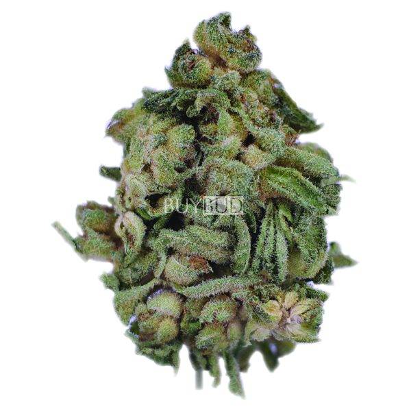 jimi hendrix cannabis