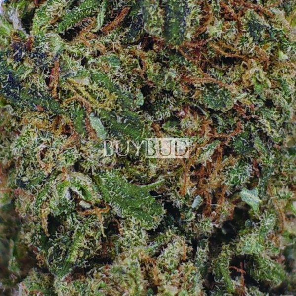 treasure island cannabis