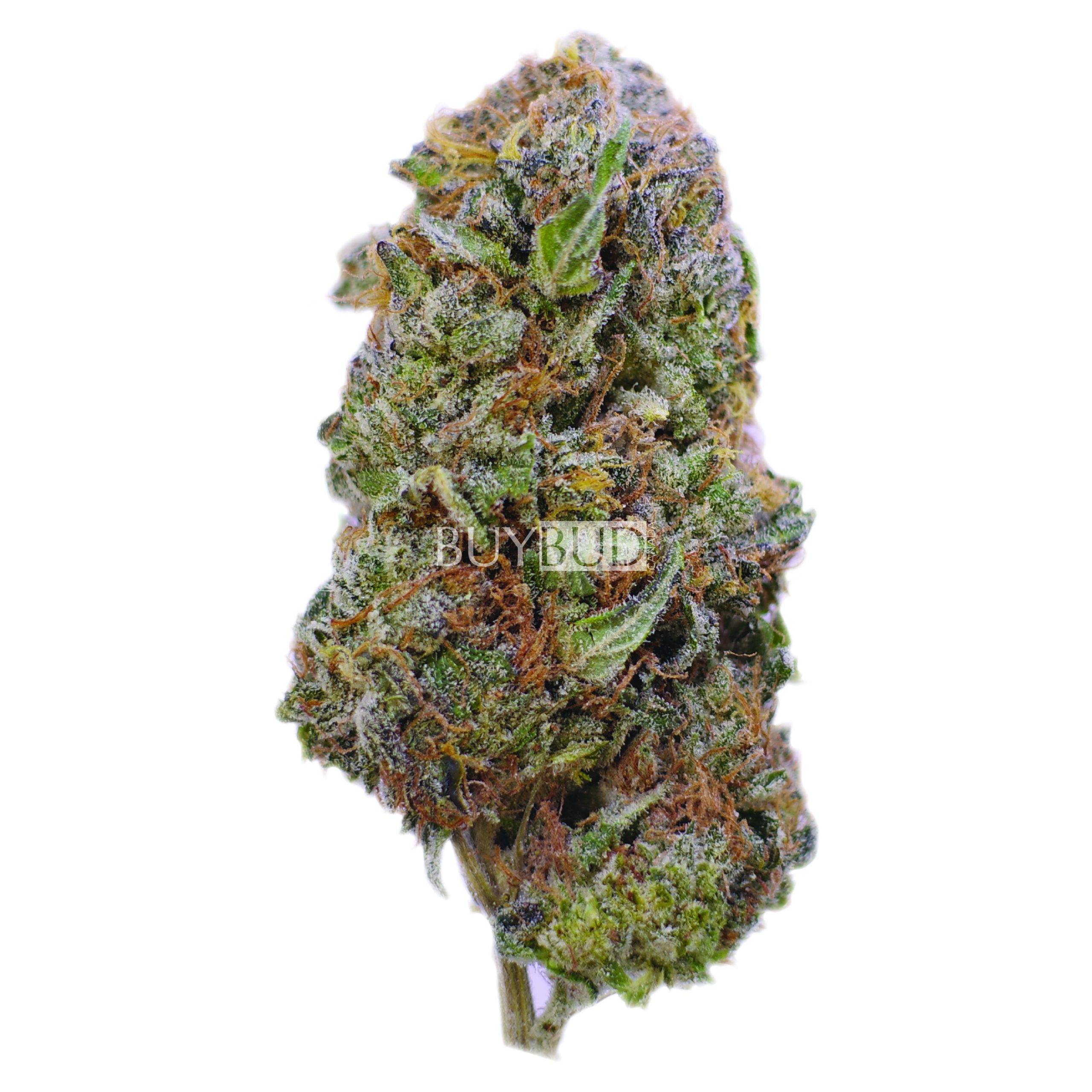 White Truffle Cannabis