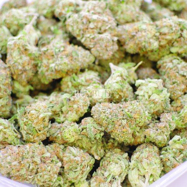 White Truffle Cannabis