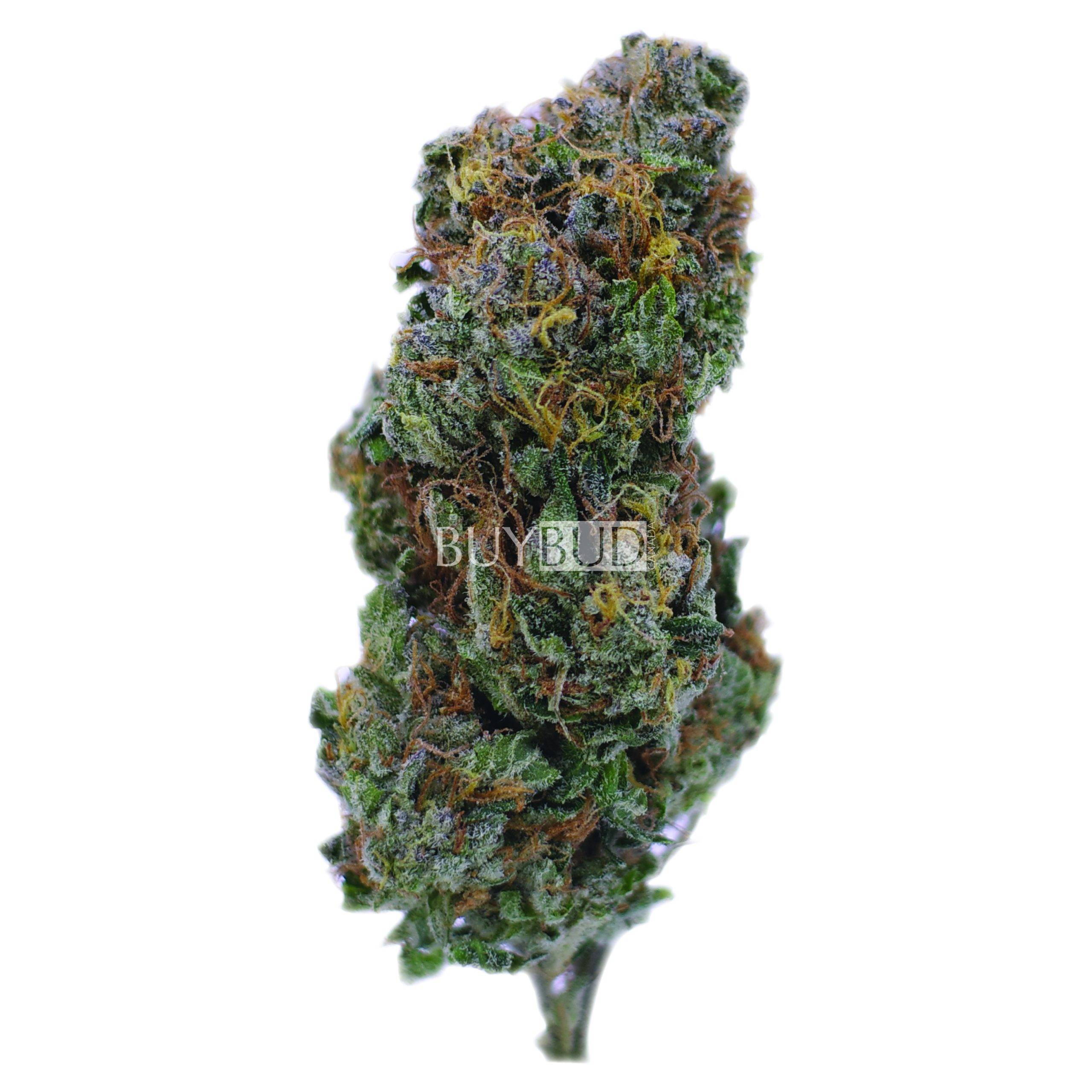 mk ultra cannabis