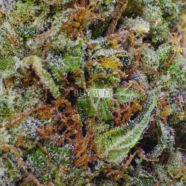 mk ultra cannabis