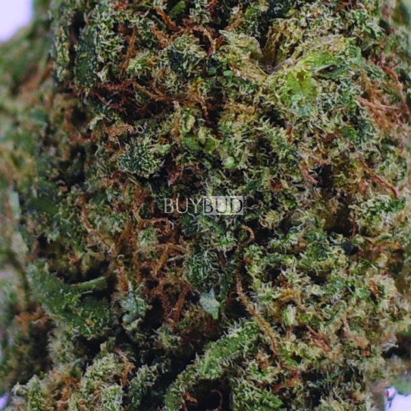 trainwreck cannabis