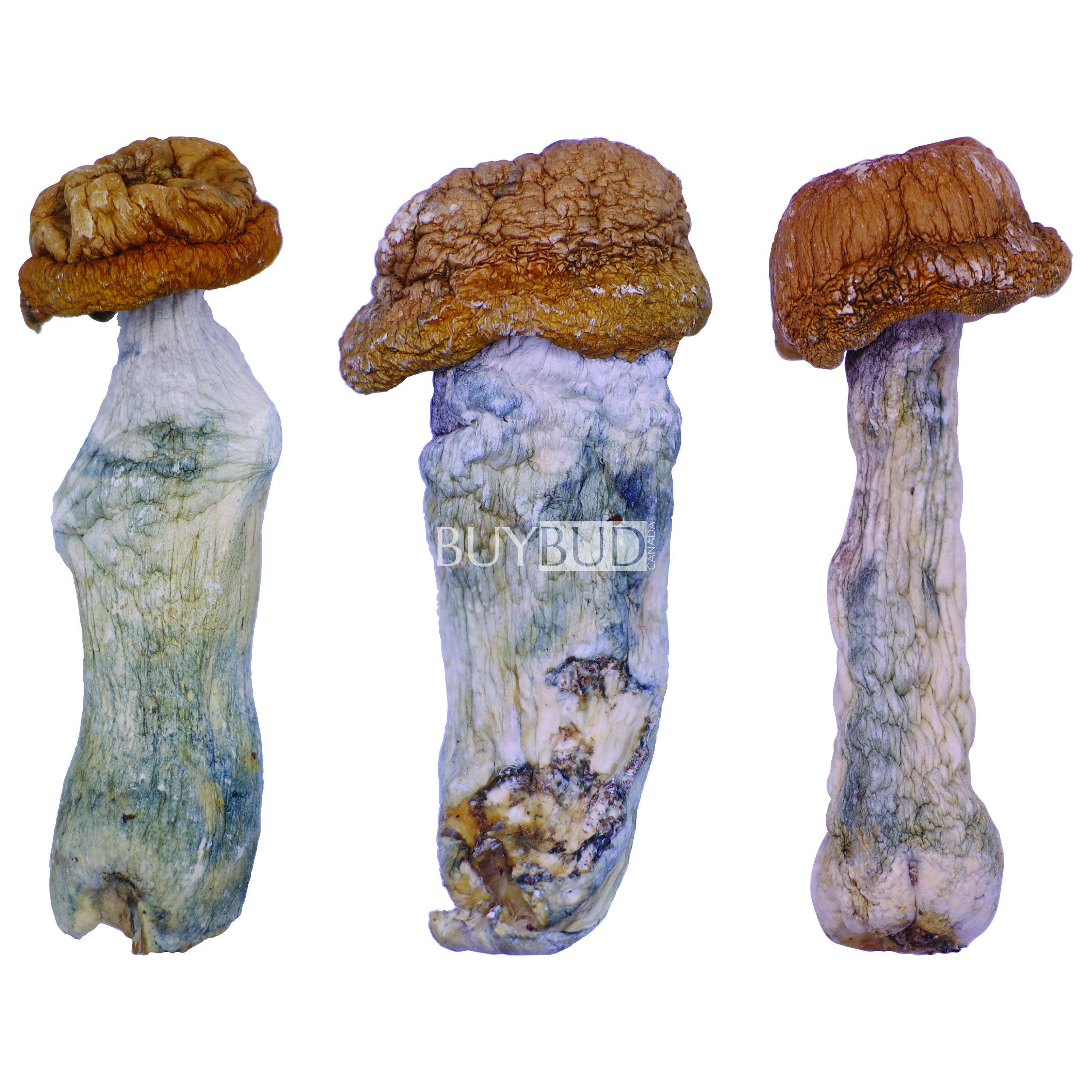 albino penis envy magic mushrooms