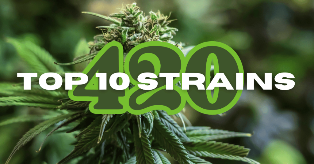 cannabis plant 420 top 10 strains buy bud canada