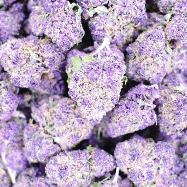 star pupil cannabis