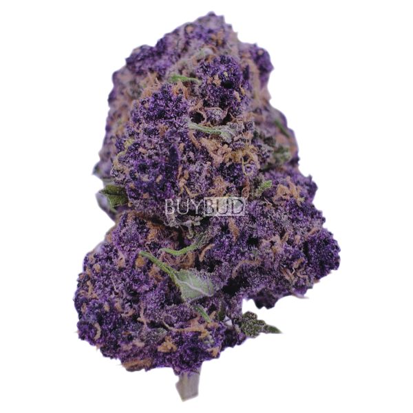 star pupil cannabis