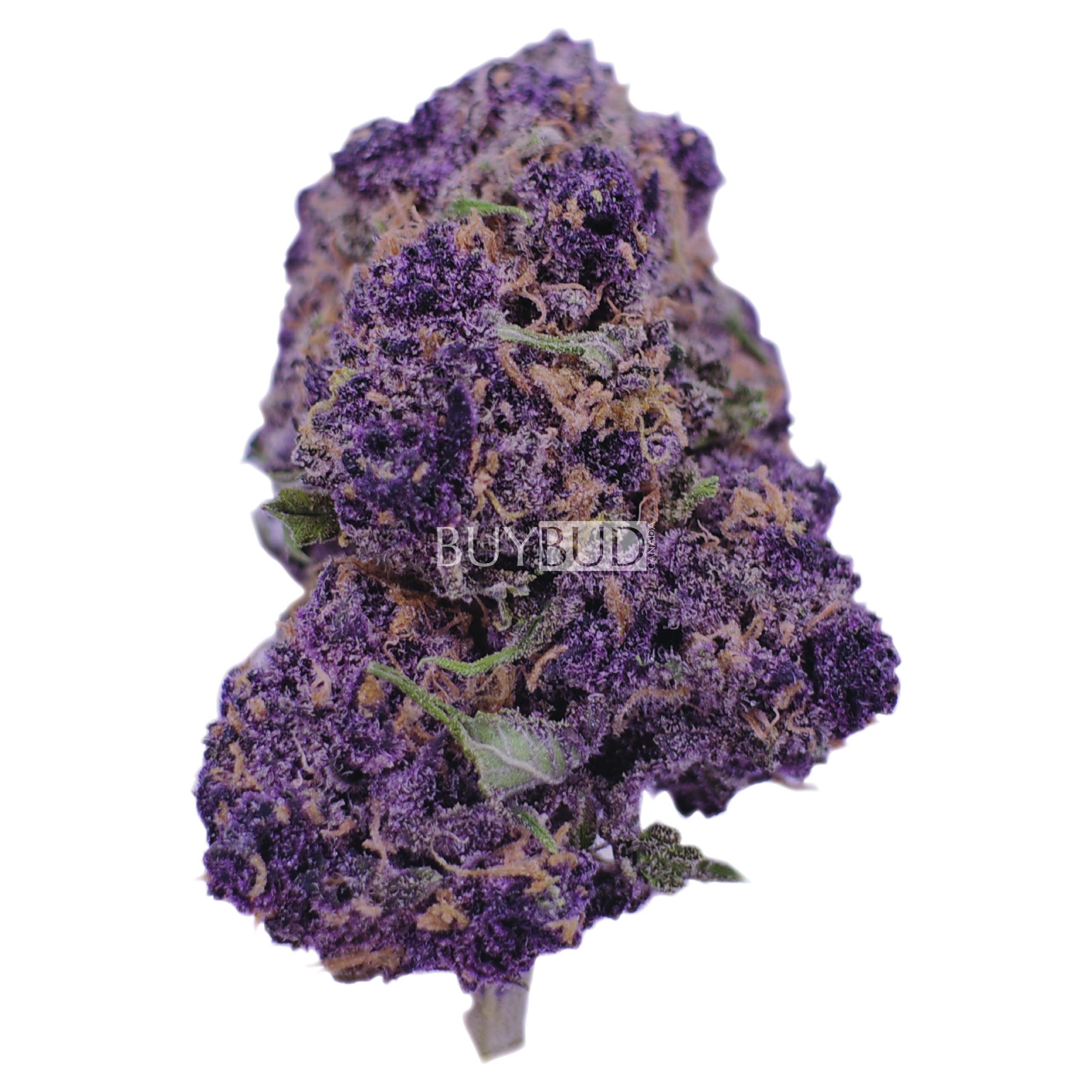 star pupil cannabis