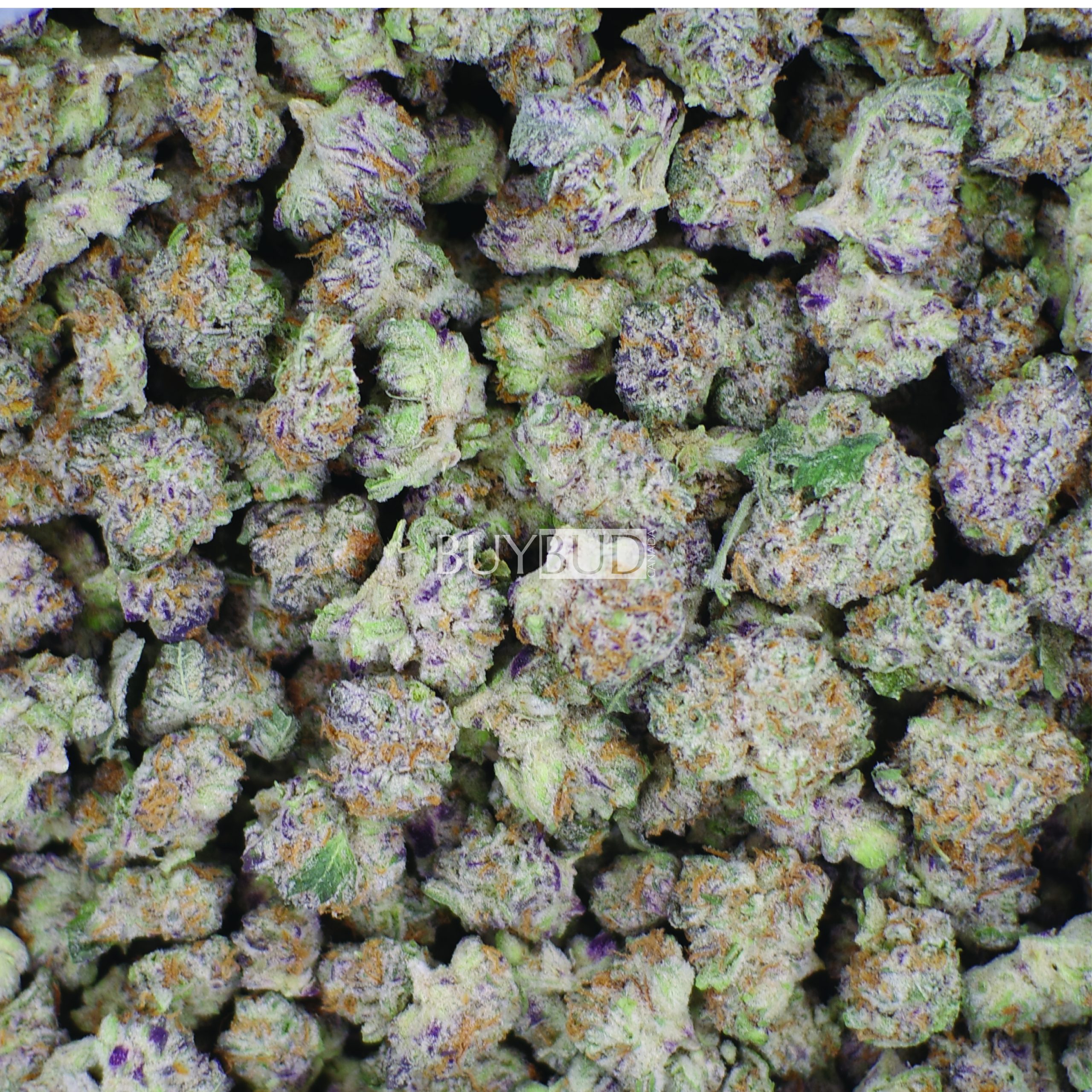 Pineapple Express Popcorn Cannabis