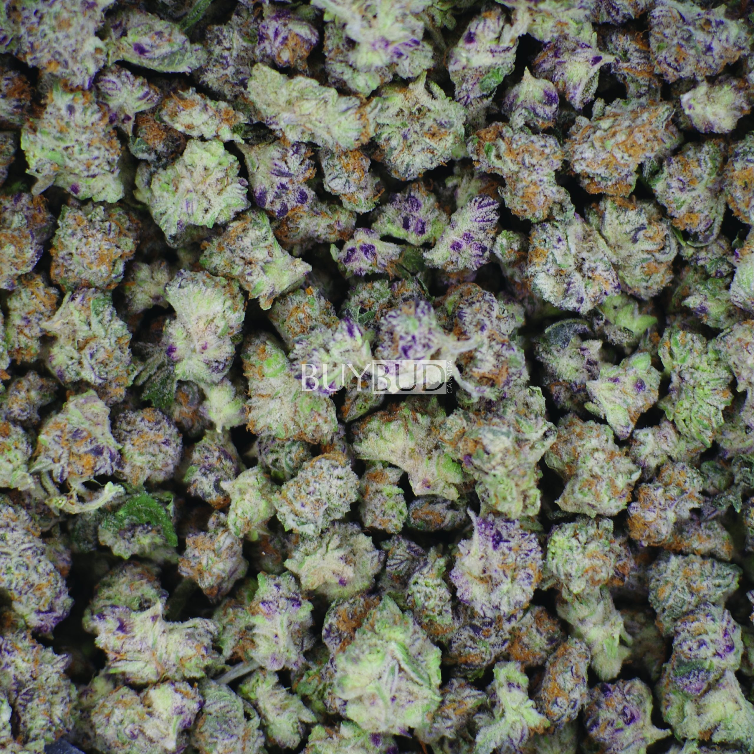 blue dream popcorn cannabis