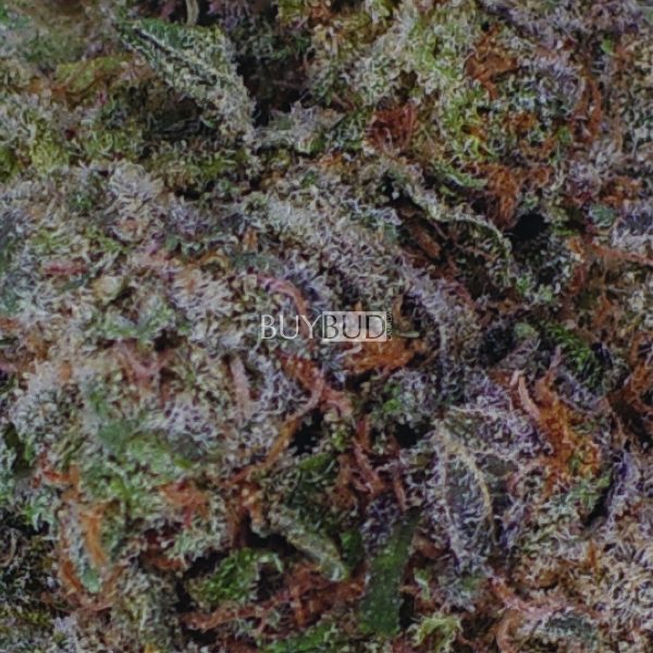 kush mints cannabis