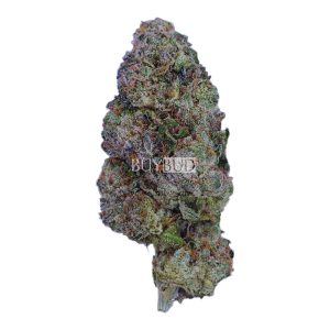 tropical smoothie cannabis