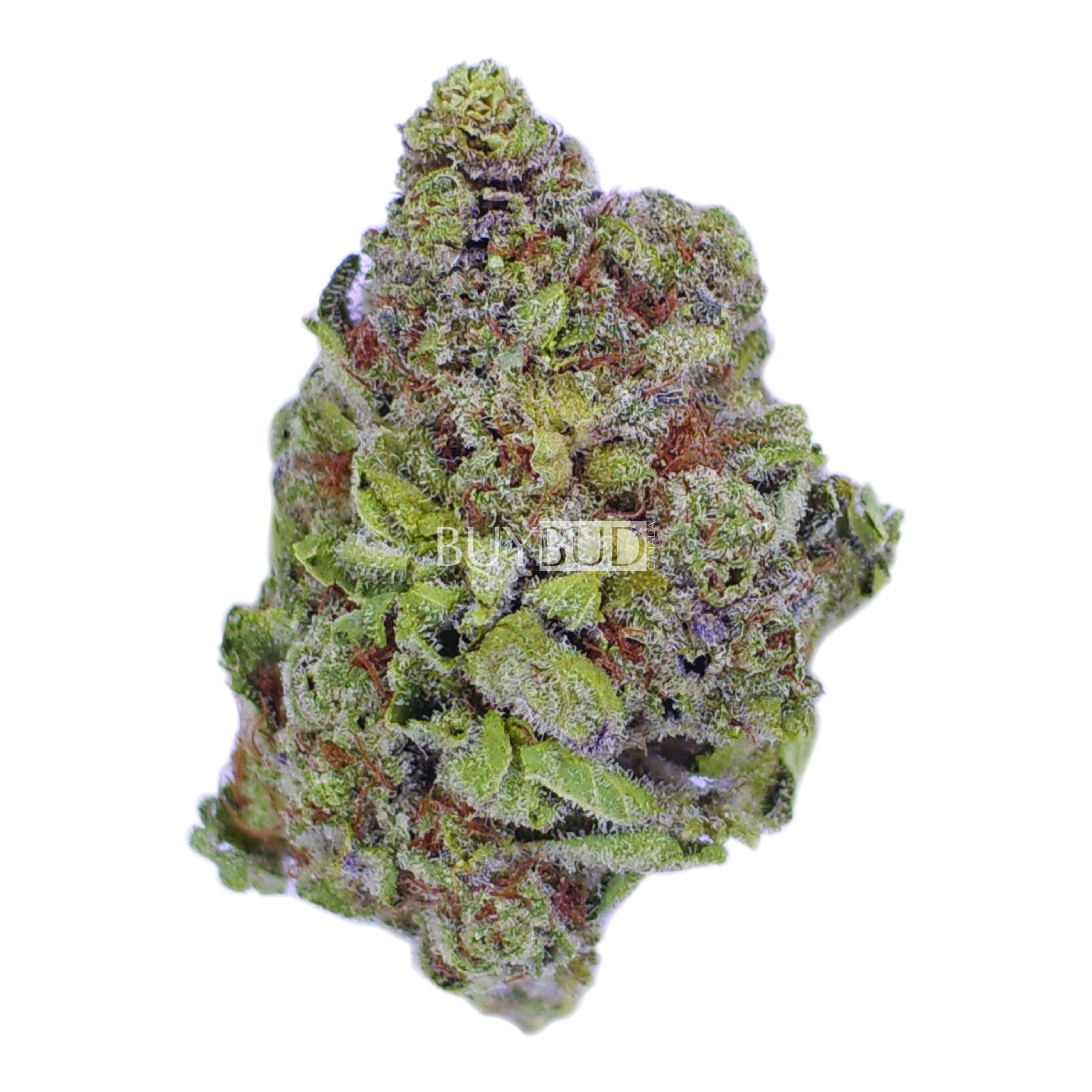 duke nukem cannabis