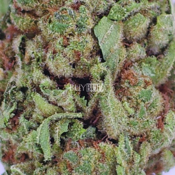 pink death cannabis