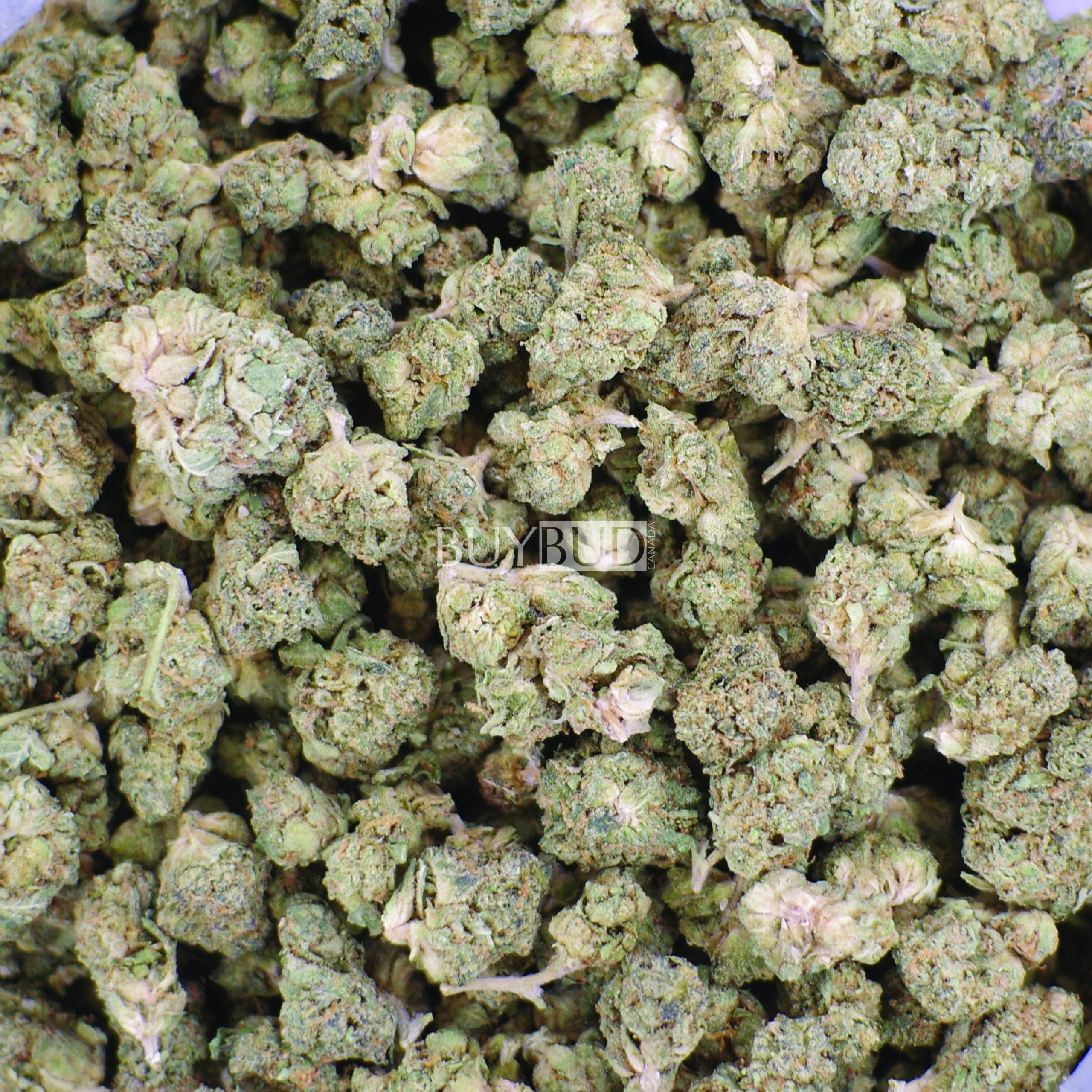 platinum kush popcorn cannabis