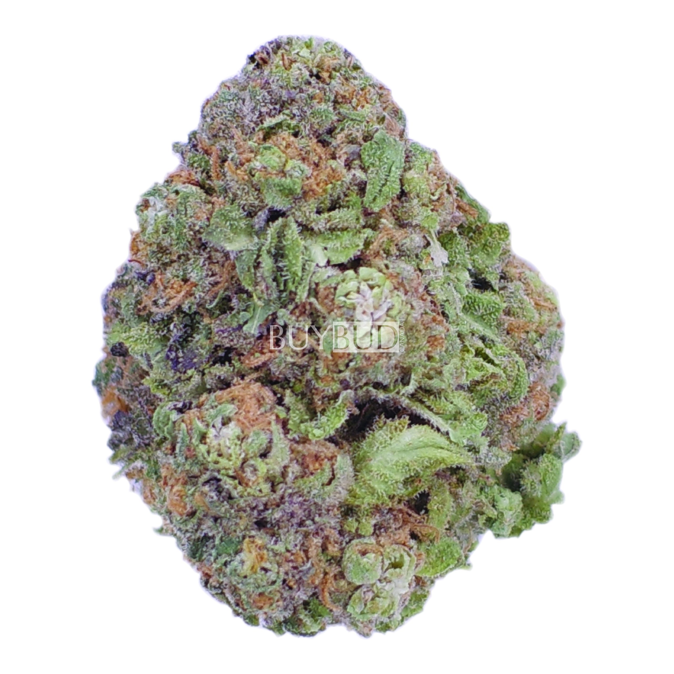 sour amnesia haze cannabis