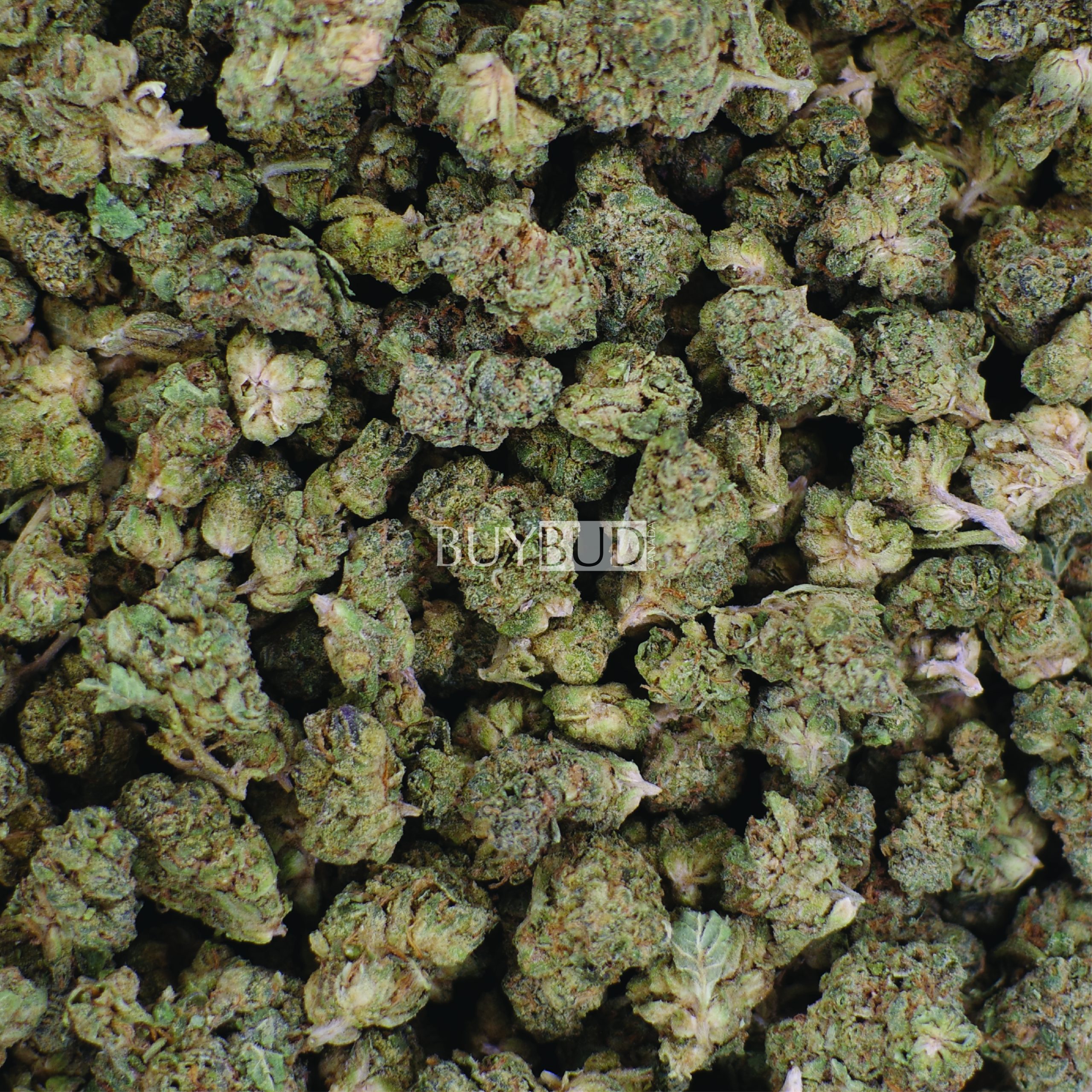 white rhino popcorn cannabis
