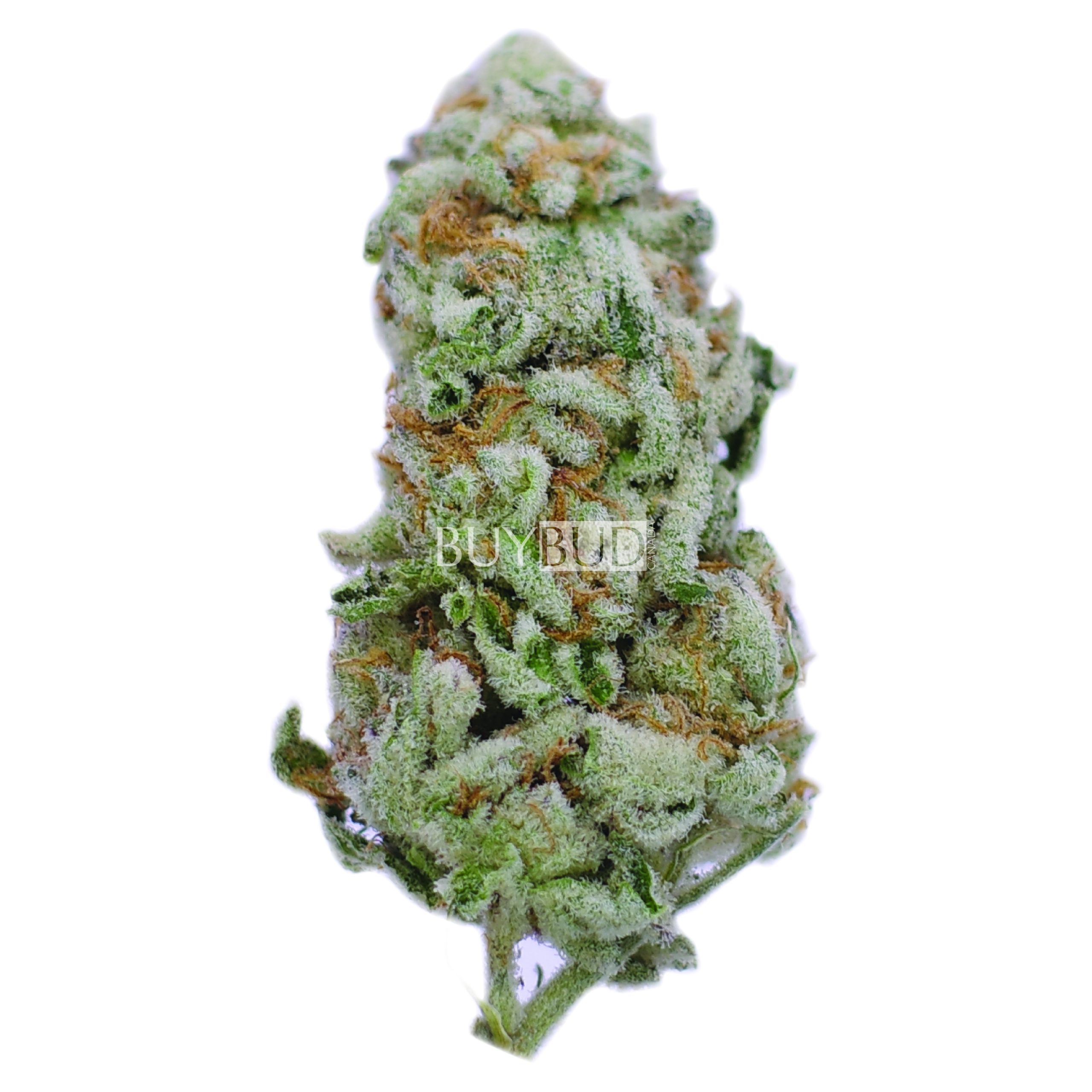 Alien OG cannabis