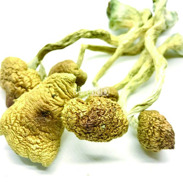 blue meanie magic mushrooms