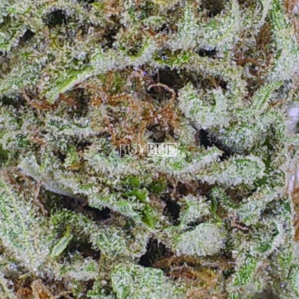 tuna kush cannabis