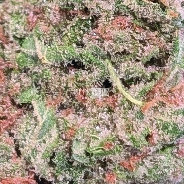 blue cheese cannabis